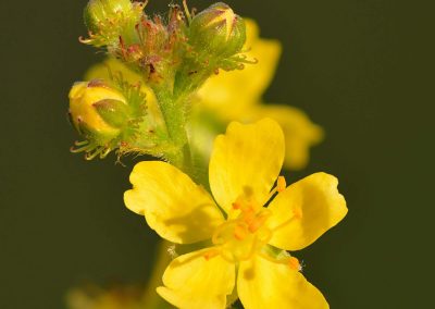 1. AGRIMONY /камшиче/ – маска на безгрижие и задоволство