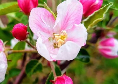 10. CRAB APPLE /дива ябълка/ – пречистване