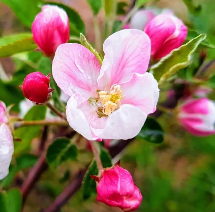 Crab apple - киселица, дива ябълка