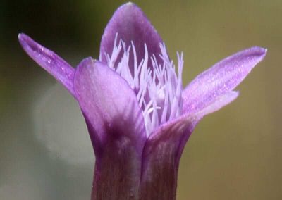 12. GENTIAN /тинтява/ – разочарование