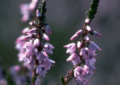 14. HEATHER /калуна/ – егоцентричност