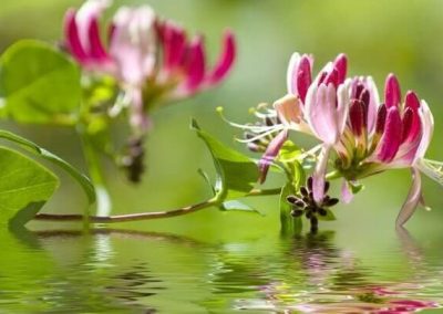 16. HONEYSUCKLE /нокът/ – живот в миналото