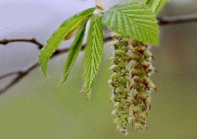 17. HORNBEAM /габър/ – умствена умора