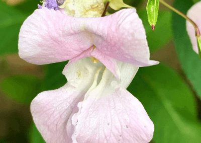 18. IMPATIENS /слабонога/ – нетърпеливост