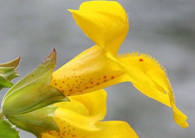 20. Mimulus /мимулус/ – ясни, определени страхове