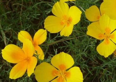 26. ROCK ROSE /скална роза/ – паника, ужас