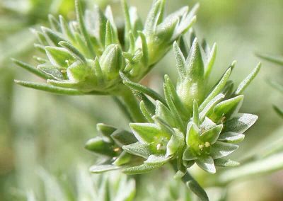 28. SCLERANTHUS /хрущялка/ – нерешителност