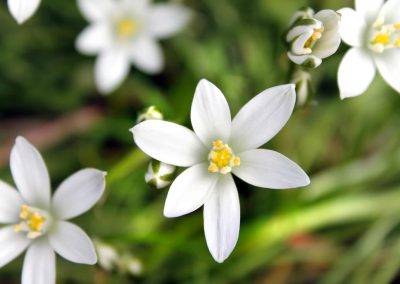 29. STAR OF BETHLEHEM /витлеемска звезда/ – шок, травма