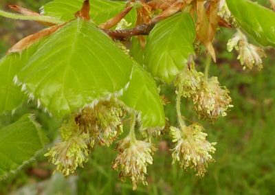3. BEECH /бук/ – нетолерантност