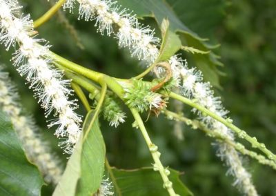 30. SWEET CHESTNUT /сладък кестен/ – няма изход