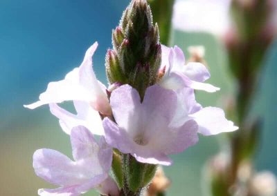 31. VERVAIN /върбинка/ – свръхтревожност