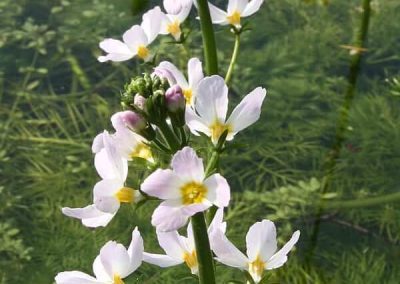 34. WATER VIOLET /водна виолетка/ – надменна резервираност