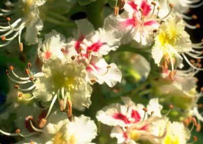 35. WHITE CHESTNUT /конски кестен/ – повторение