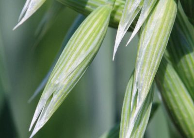 36. WILD OAT /див овес/ – неяснота, недоволство
