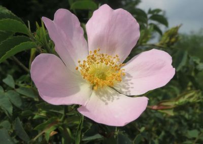 37. WILD ROSE /шипка/ – помирение