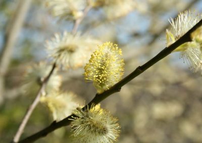38. WILLOW /плачеща върба/ – самосъжаление