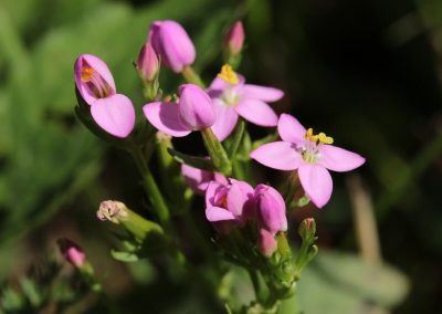 4. CENTAURY /червен кантарион/ – покорен роб