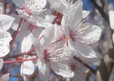 6. CHERRY PLUM /дива джанка/ – извън контрол