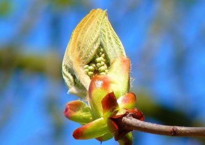 7. CHESTNUT BUD /кестенова пъпка/ – едни и същи грешки