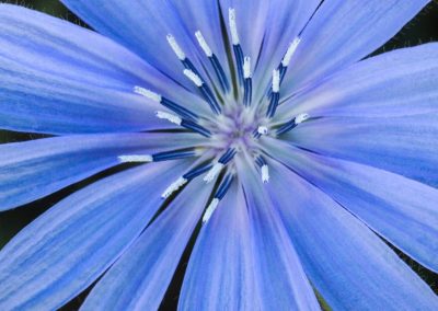 8. CHICORY /цикория/ – себичен