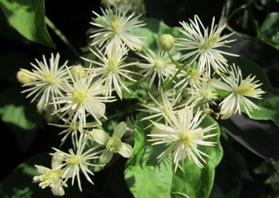 9. CLEMATIS /повет/ – душевно отсъствие
